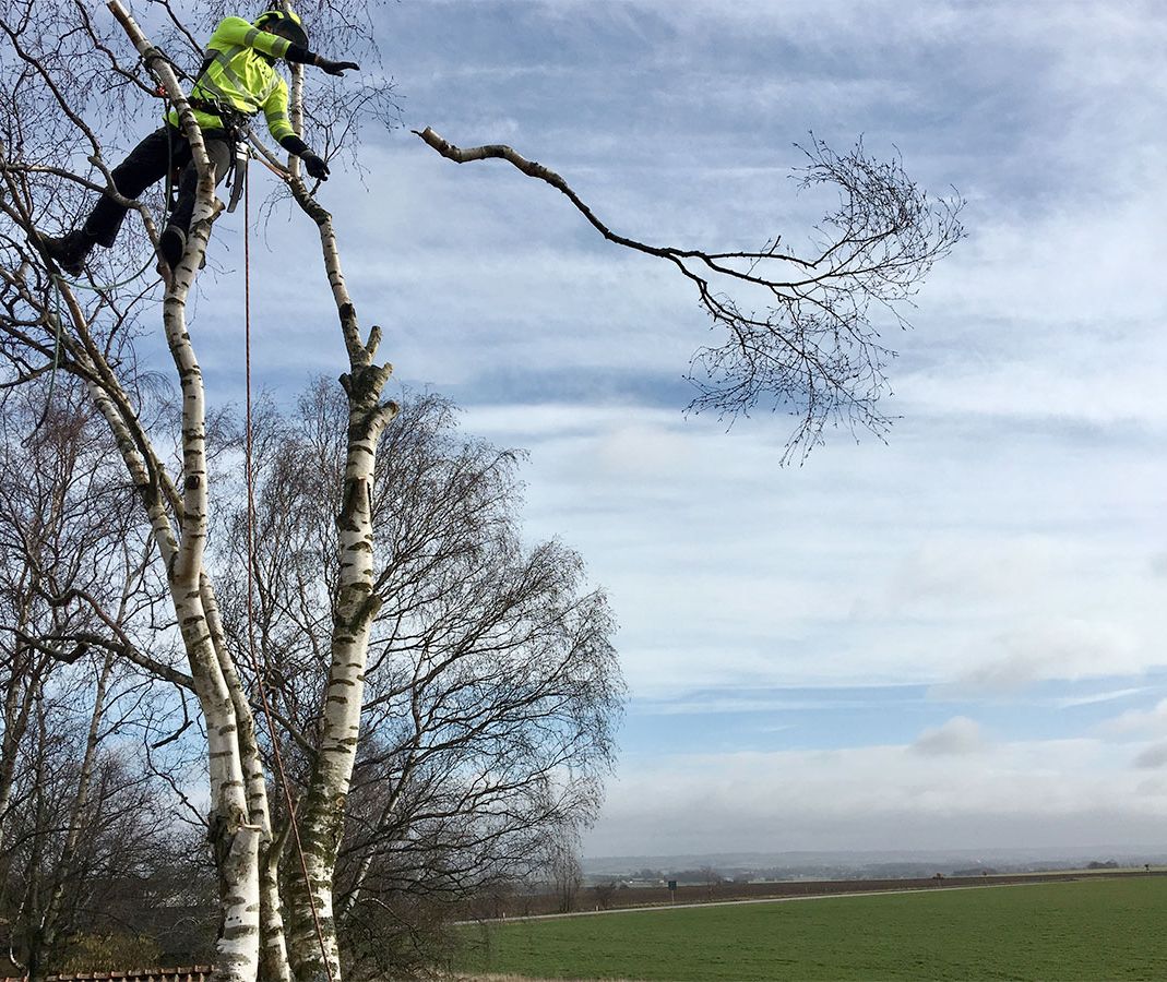 Utförande av trädbeskärning i Staffanstorp, Skåne