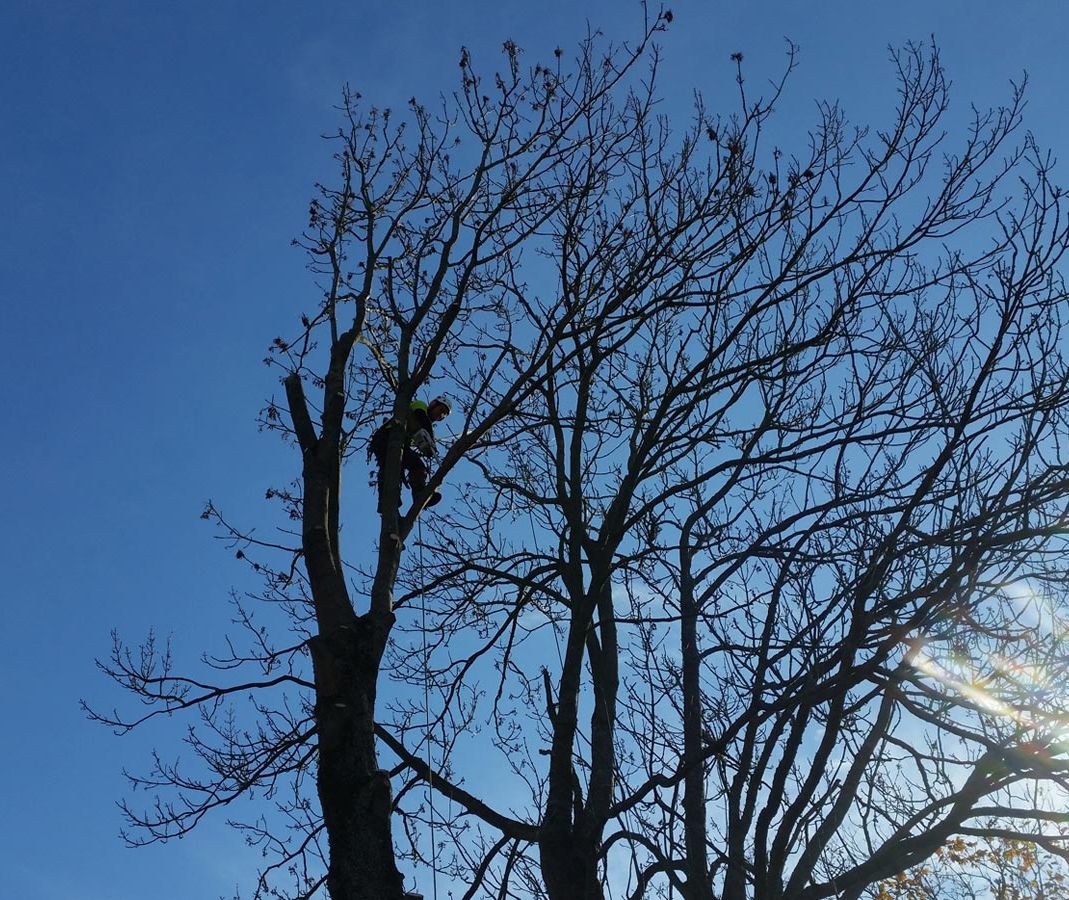 Trädkrona utan blad mot blå himmel