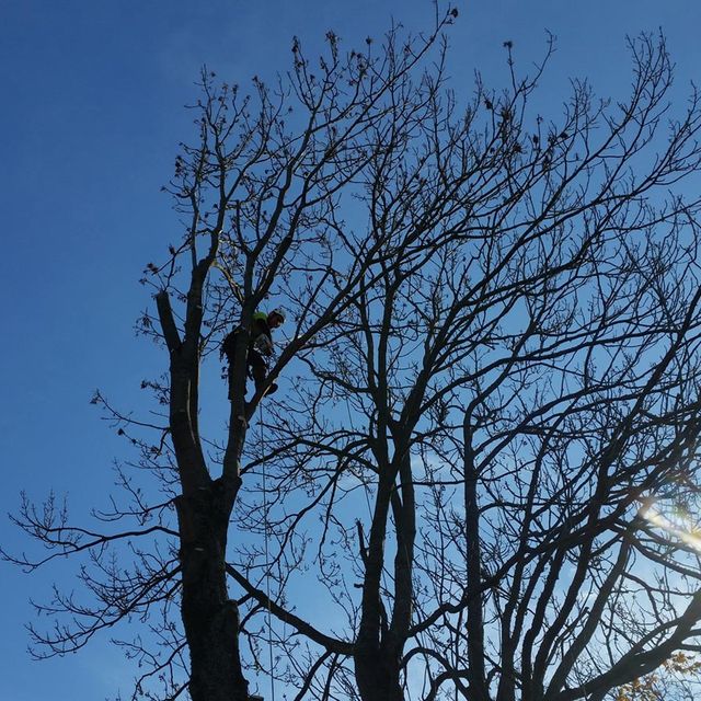 Träd utan blad mot blå himmel