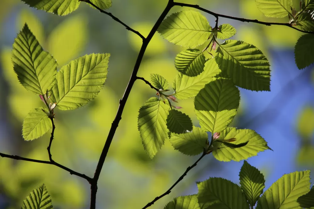 Bokträd närbild Alias Arborist