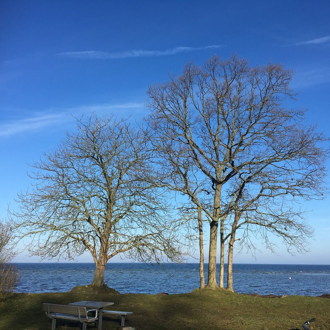 Två stora träd vid havet