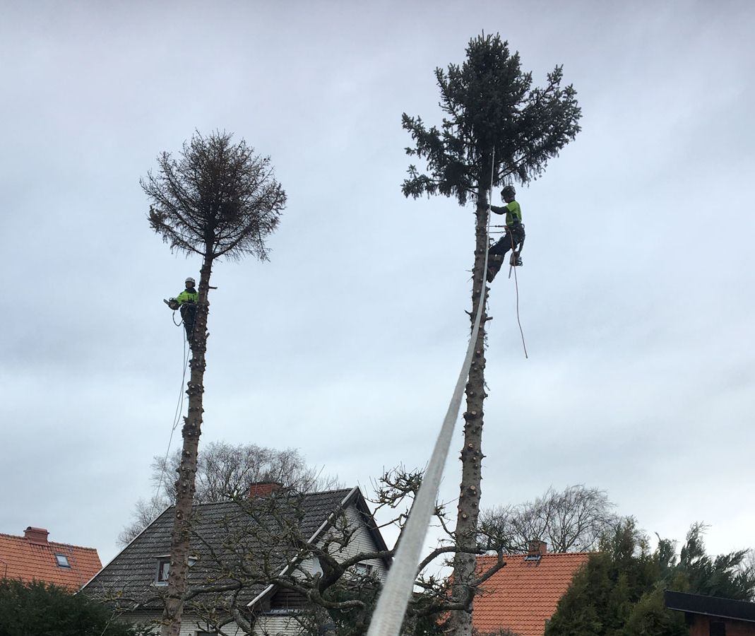 Två höga träd där två människor utför trädfällning