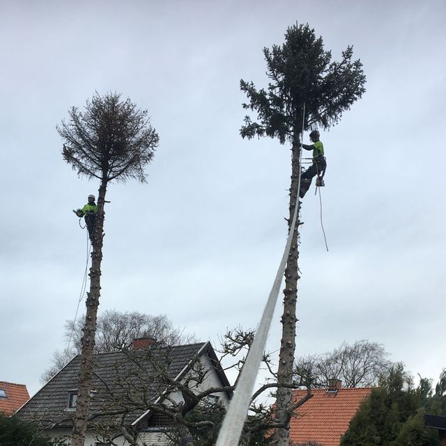 Arborist utför trädbeskärning i Malmö, Skåne