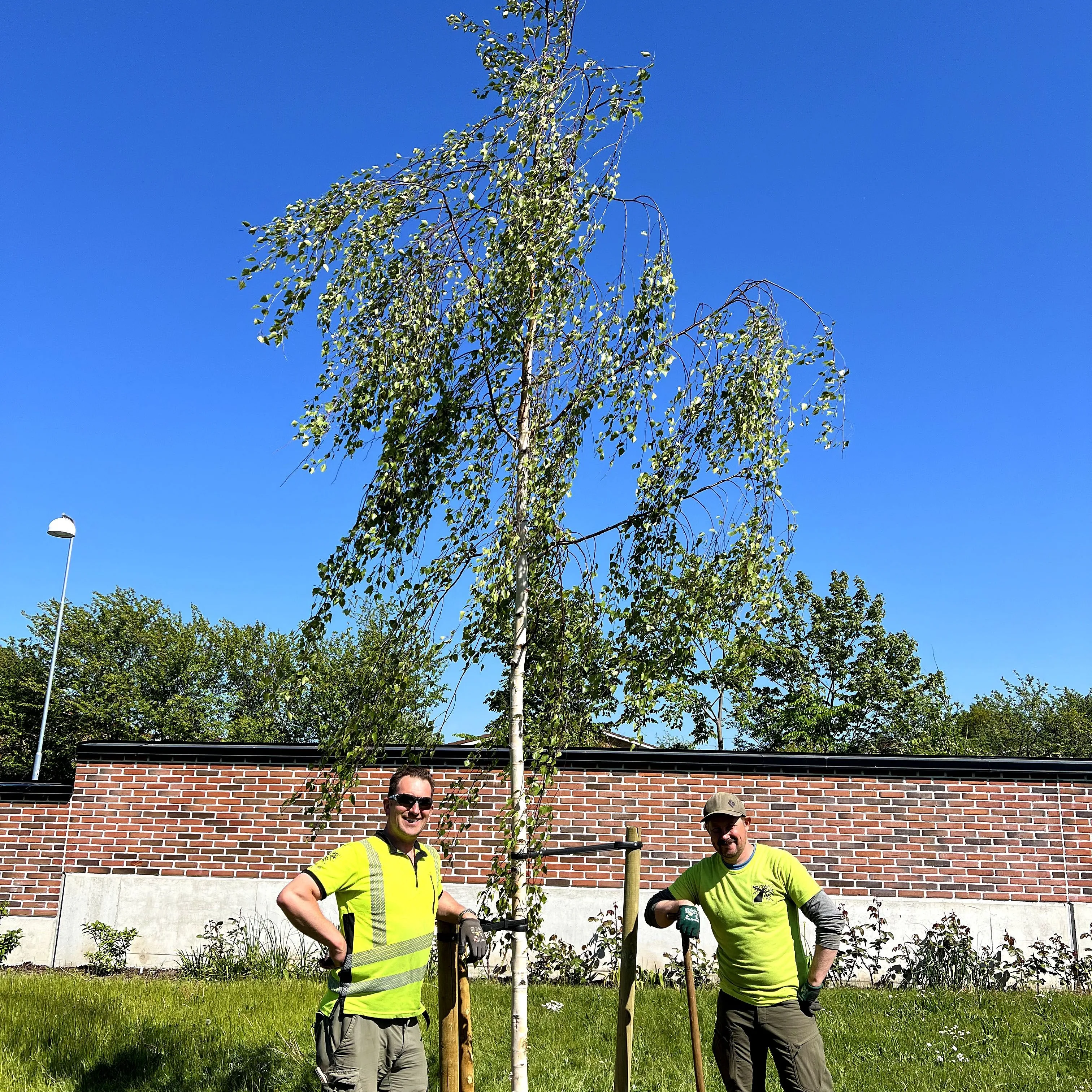 Trädplantering björk