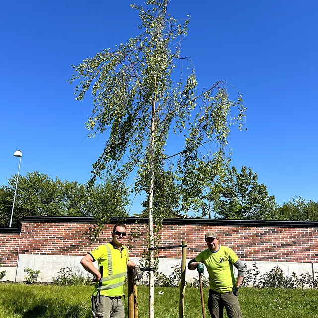 Trädplantering björk