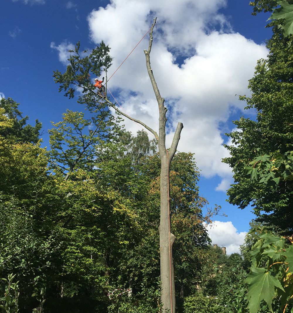 Arborist utför trädbeskärning i Lund, Skåne