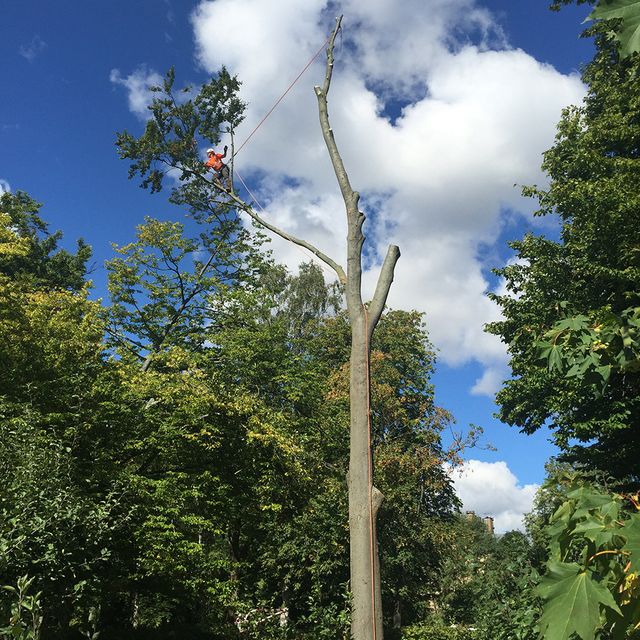 Arborist utför trädbeskärning i Malmö, Skåne