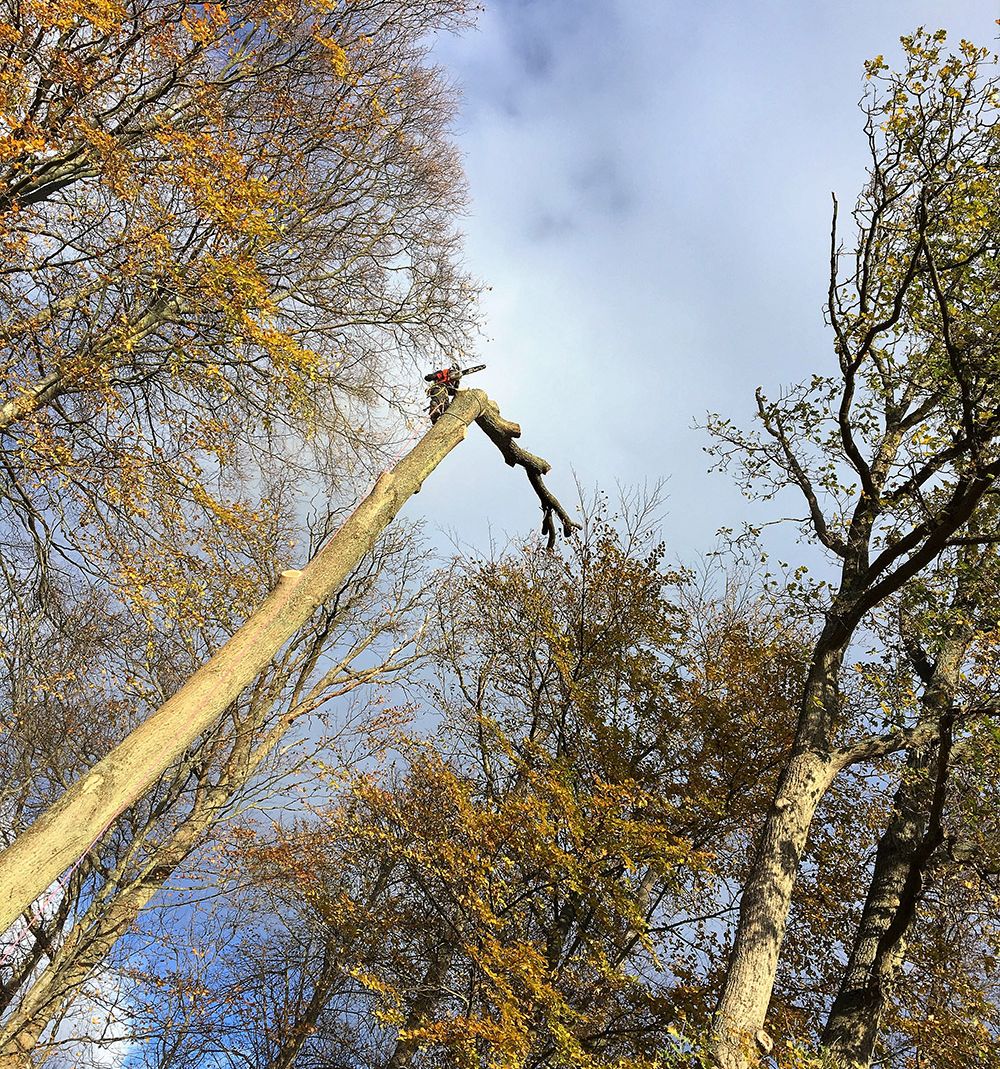 Höga träd i skog