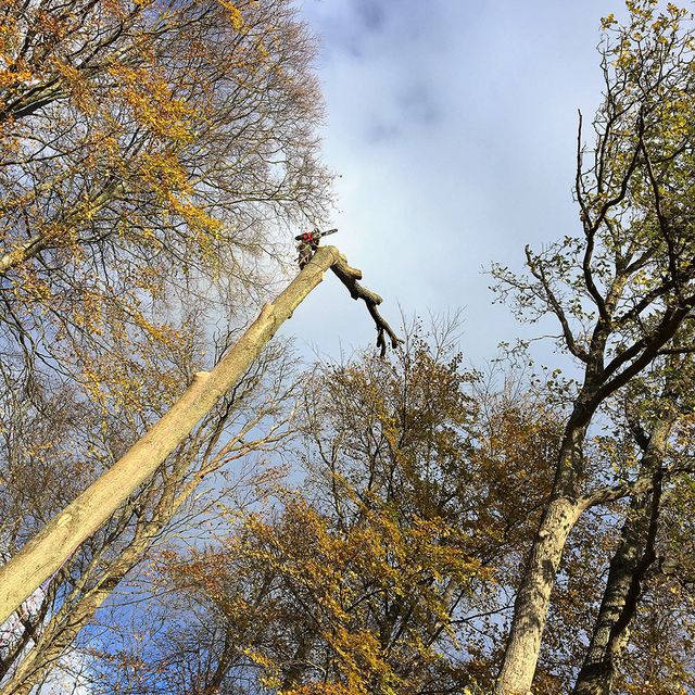 Höga träd i skog